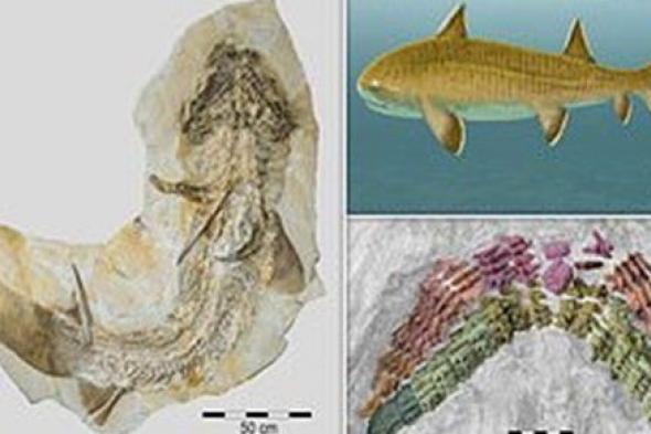اكتشاف أكبر هيكل لسمكة قرش عمرها 150 مليون سنة