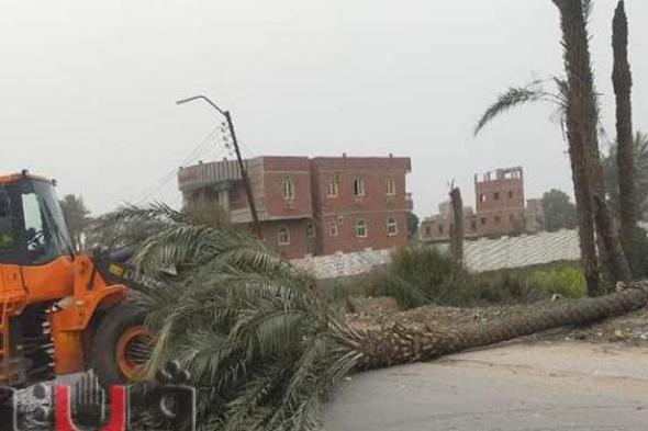 سقوط شجرة كبيرة يتسبب في غلق طريق قنا دشنا الزراعي