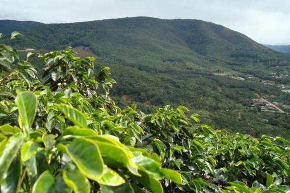 قهوة الغابات الإثيوبية.. جهود عالمية لحماية "أرابيكا" من الانقراض