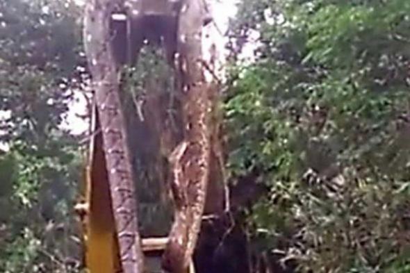 فيديو مرعب.. رافعة لرفع أحد أضخم الثعابين على الأرض