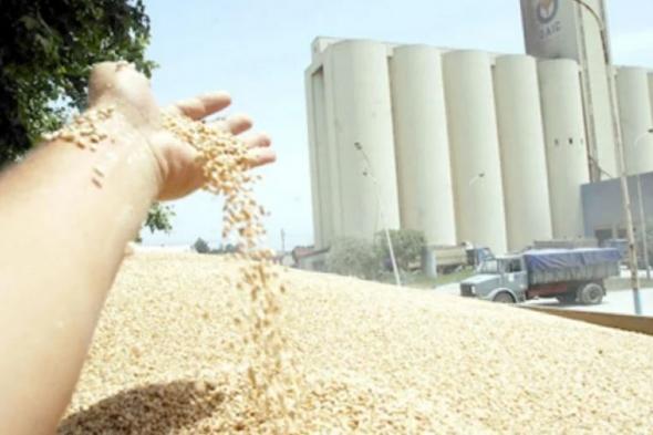 اختفاء أكثر من 17 ألف قنطار من بذور الحبوب من مخازن تعاونية الحبوب بتيارت