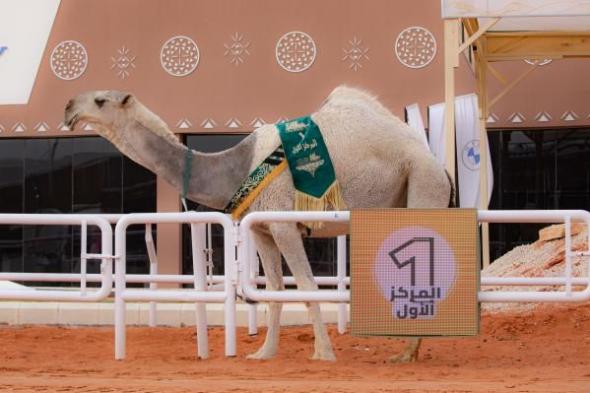 صفقتا شراء بأكثر من 200 مليون ريال في مهرجان الملك عبدالعزيز للإبل
