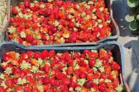 فراولة وبطاطس وبصل .. مصر تصدر 400 محصول لـ160 دولة .. فيديواليوم الثلاثاء، 10 يناير 2023 10:47 مـ   منذ ساعة 6 دقائق