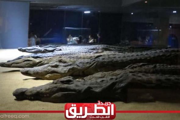 متحف التمساح بأسوان يحتفل بذكرى مرور 12 عامًا على افتتاحهالأمس الثلاثاء، 31 يناير 2023 09:12 مـ