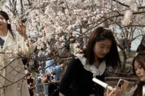 الربيع بطعم الورد.. موسم إزهار أشجار الكرز في طوكيو وواشنطن وبكين