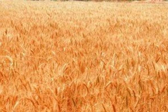 مركز المناخ يحذر من رى القمح من الجمعة حتى الثلاثاء بكافة المحافظات