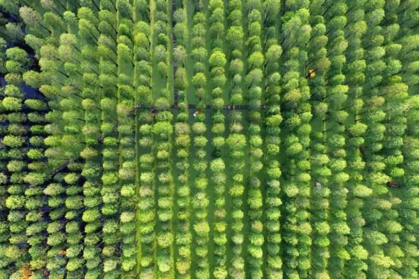 «الغابات المائية» الاصطناعية.. وسيلة تشجير في الصين