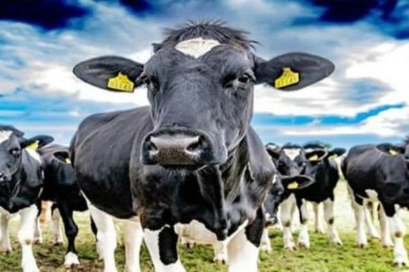 "البيئة" تطرح فرصاً استثمارية لتربية الأبقار لإنتاج وتصنيع الألبان في حلي جنوب القنفذة