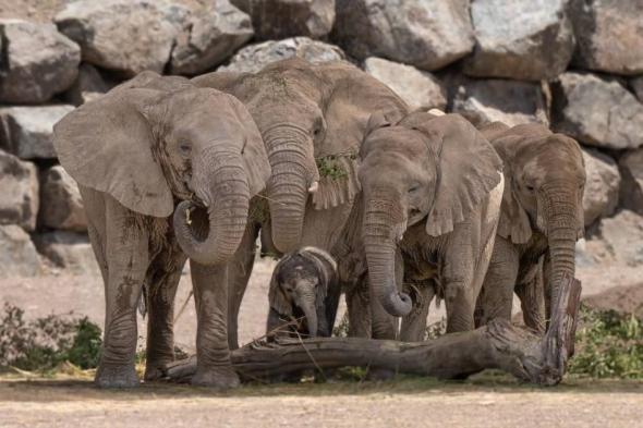 سفاري الشارقة يستقبل ثاني مولود لفيل سافانا إفريقي