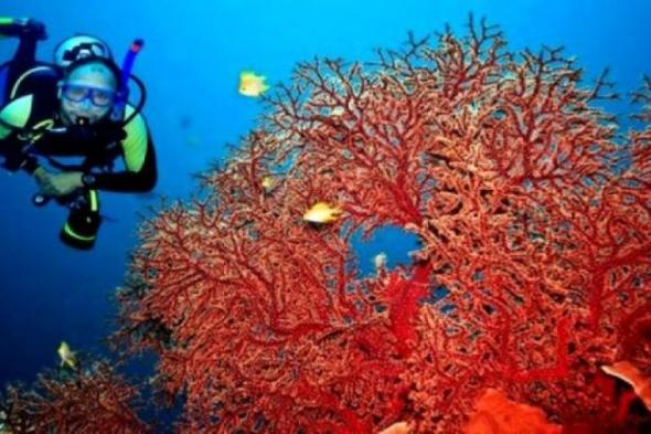 بعد 20 سنة من منعه.. الجزائر تعلن عن استئناف صيد المرجان تحت ضوابط صارمة