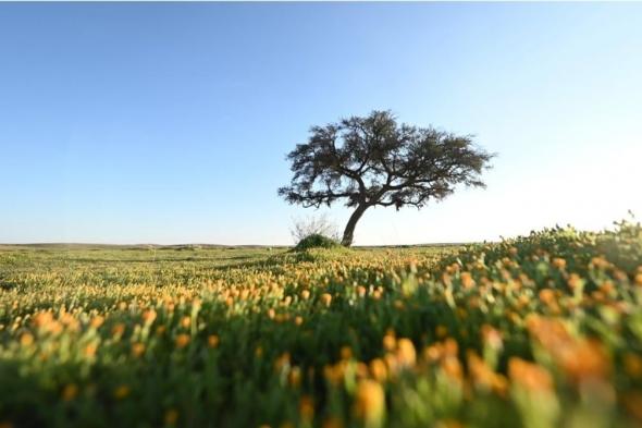 بالصور.. محمية الإمام تركي الملكية تشهد ازدهارًا نباتيًّا ملحوظًا منذ الربيع الماضي