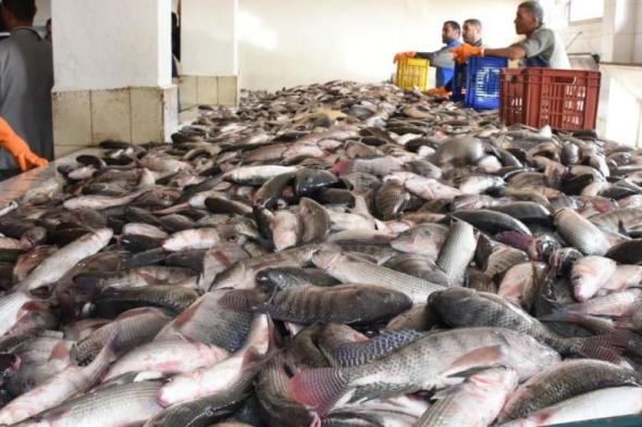 أسعار الأسماك في سوق العبور اليوم الإثنيناليوم الإثنين، 6 مايو 2024 10:34 صـ   منذ 26 دقيقة
