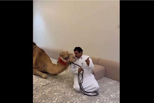 بالفيديو.. شاهد فاجيء زملائه بدخول جمل إلي مجلسهم "رد فعل مفاجيء من الحضور"