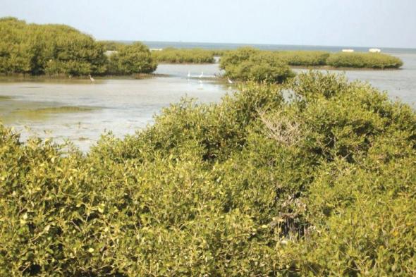 100 مليون شتلة.. المملكة تكشف مستهدفات زراعة الـ مانجروف حتى 2030