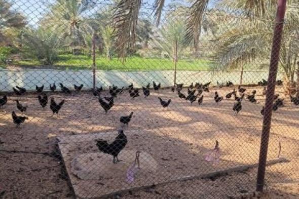 «دجاج
لامبورجيني»
نادر
في
الإمارات