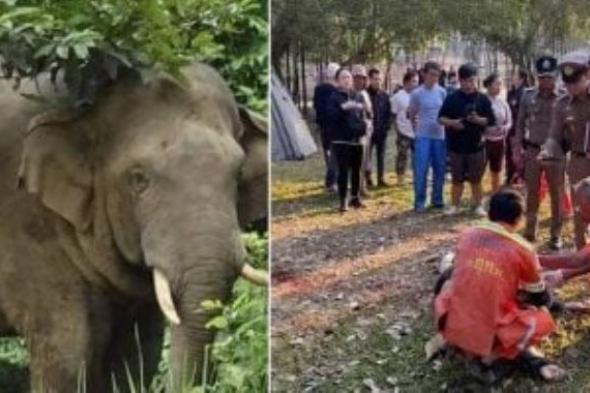 داس عليه.. لحظات مرعبة لوفاة سائح سحقه فيل هائج داخل مخيم وسط تايلاند