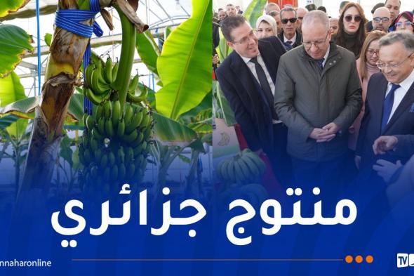 وزير
التعليم
العالي
يعاين
المحطة
الفلاحية
البيوتكنولوجية
لإنتاج
شتلات
الموز