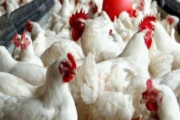 بالبلدي
      :
      أسعار
      الدواجن
      والبيض
      اليوم
      الاثنين
      2
      فبراير
      2026