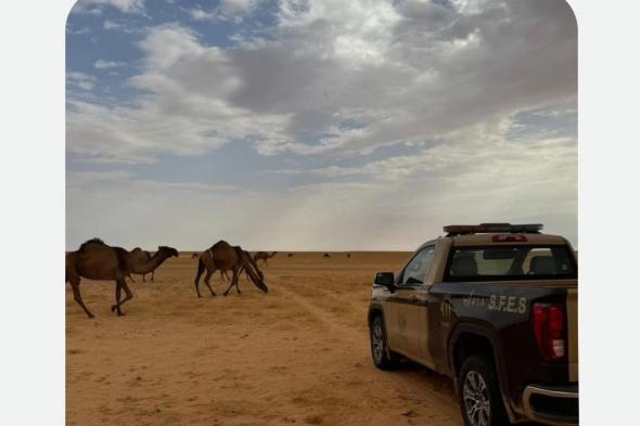 ضبط
مواطن
رعى
14
متنًا
من
الإبل
في
محمية
الملك
عبدالعزيز