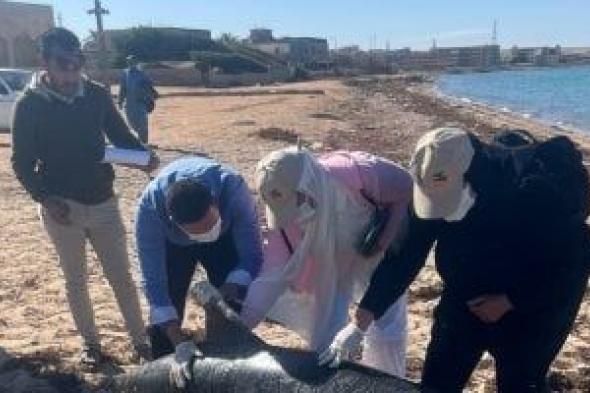 وزيرة
البيئة:
دفن
الدولفين
النافق
فى
رأس
غارب
بشكل
آمن..
صور