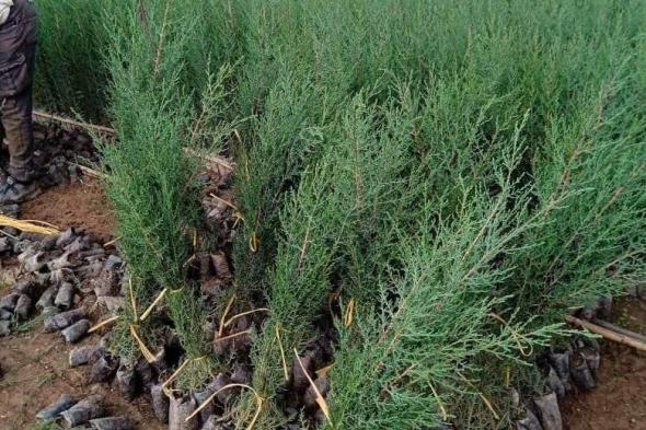 3700
شجيرة
مثمرة
دعمًا
للتشجير..
مبادرة
جديدة
للمستثمرين
الفلاحيّين