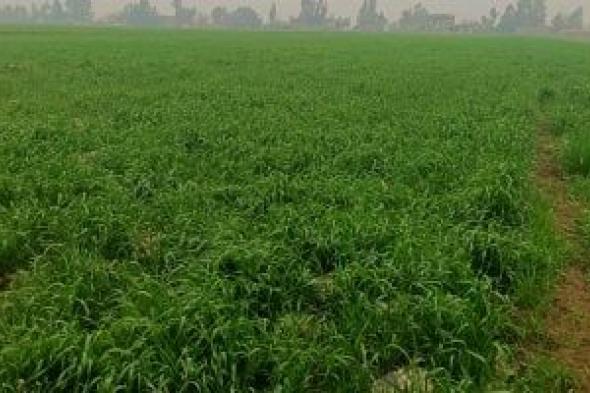 تحذير
عاجل
للمزارعين:
لا
ري
للقمح
اليوم
بسبب
نشاط
الرياح