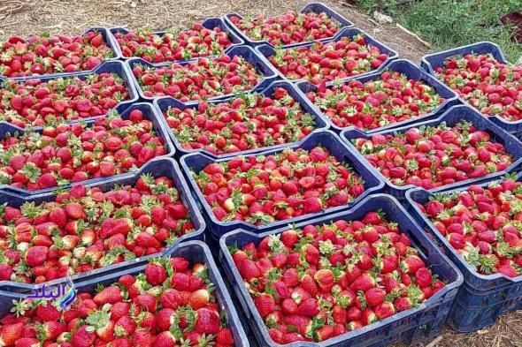 حقيقة
      فيديو
      إلقاء
      الفراولة
      في
      الشوارع..
      نقيب
      الفلاحين
      يكشف
      التفاصيل