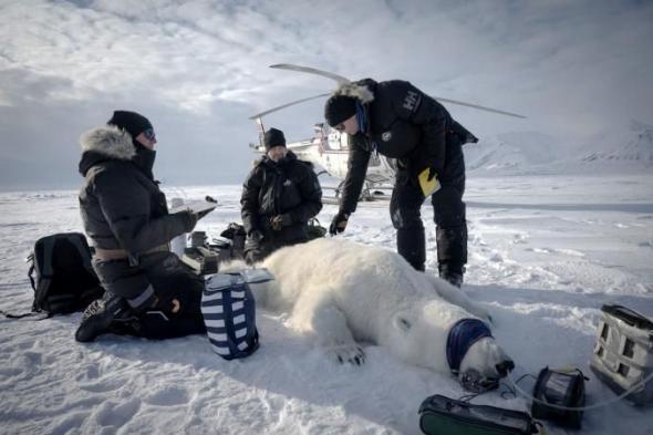 belbalady
      رغم
      ذوبان
      الجليد
      البحري..
      دببة
      القطب
      الشمالي
      في
      النرويج
      تزداد
      بدانة
      وصحة