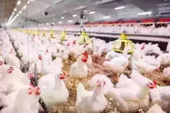 ارتفاع
      طفيف
      في
      أسعار
      الدواجن
      اليوم
      الأربعاء
      18
      فبراير
      2026..
      الفراخ
      البيضاء
      بكام؟