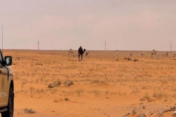 ضبط
    مواطن
    لارتكابه
    مخالفة
    رعي
    في
    محمية
    الإمام
    عبدالعزيز
    بن
    محمد
    الملكية