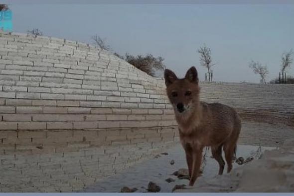 محمية
الملك
عبدالعزيز
الملكية
تسجّل
أول
رصد
موثّق
لـ"ابن
آوى
الذهبي"
في
منطقة
الرياض