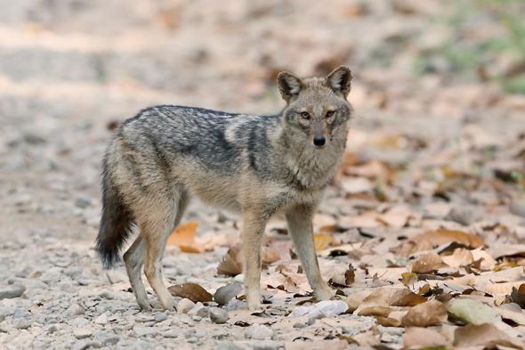 محمية
الملك
عبدالعزيز
تسجّل
أول
رصد
موثّق
لـ
ابن
آوى
الذهبي
في
الرياض