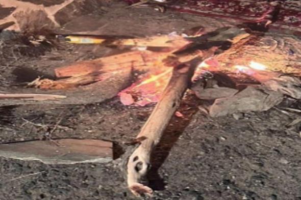 ضبط
    مواطن
    مخالف
    لنظام
    البيئة
    في
    محمية
    الإمام
    فيصل
    بن
    تركي
    الملكية