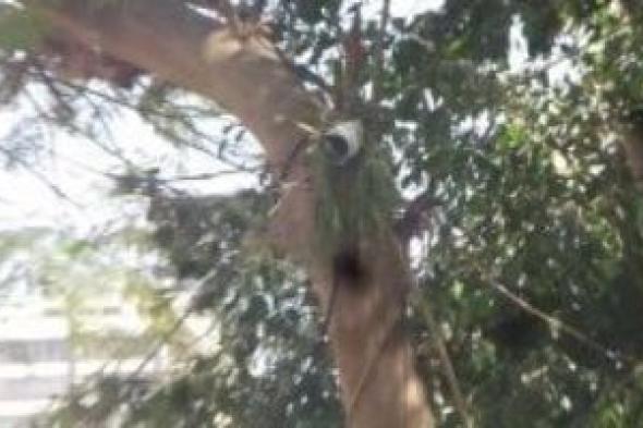 الشاهد
الصامت
يكشف
تفاصيل
خطف
طفل
كفر
الشيخ