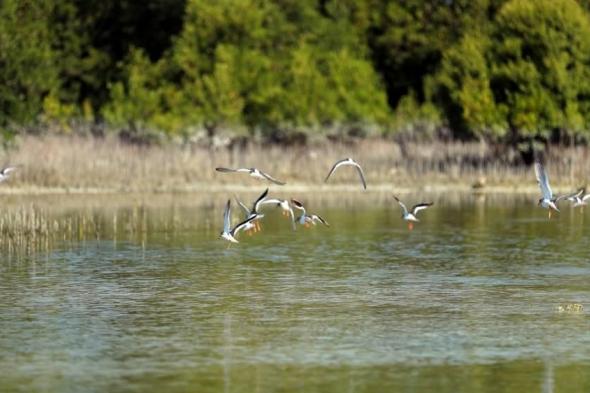 «بيئة
      أبوظبي»
      تحدد
      5
      فوائد
      لغابات
      أشجار
      القرم