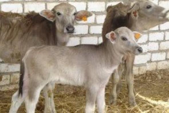 وزارة
الزراعة:
900
ترخيص
تشغيل
جديدة
لمشروعات
الإنتاج
الحيوانى
والداجنى