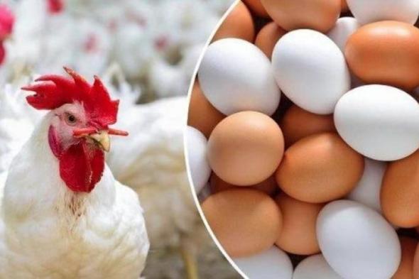 أسعار
      الدواجن
      والبيض
      في
      أسواق
      وبورصة
      الشرقية
      اليوم..
      الأحد
      8-3-2026