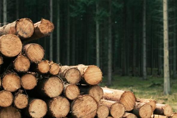 علماء
      يحولون
      نفايات
      الخشب
      إلى
      وقود