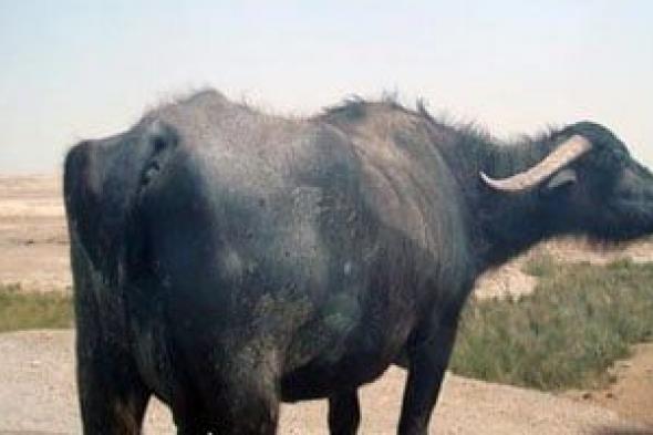 تعانى
عسر
هضم
وفقدان
شهية..
"بيطرى
سوهاج"
عن
واقعة
عقر
جاموسة
لـ
8
أشخاص