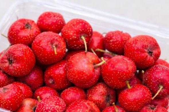 الزعرور..
      طعم
      لاذع
      وفوائد
      عديدة