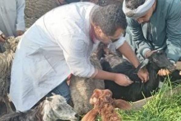 تحصين
أكثر
من
176
ألف
رأس
ماشية
ضد
الجلد
العقدى
وجدرى
الضأن
فى
الجيزة