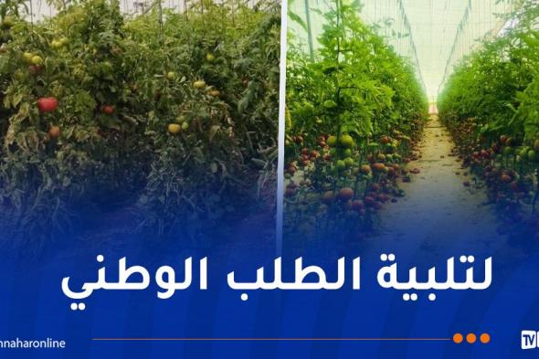 إنتاج
كميات
ضخمة
من
الطماطم
عبر
عدة
ولايات