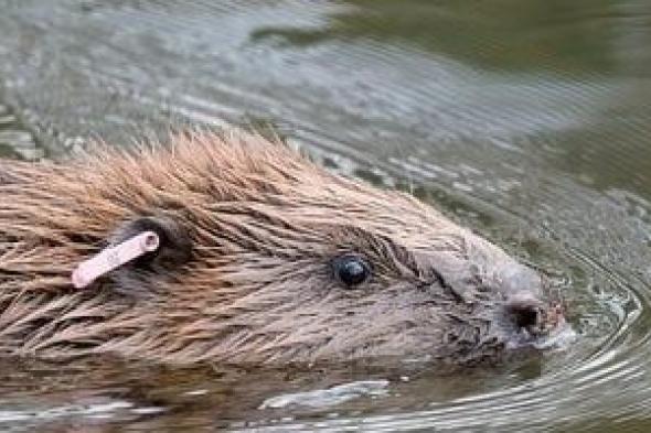 كيف
يصنع
القندس
“درعًا
مناخيًا”
يحمى
الأرض
من
الكربون؟