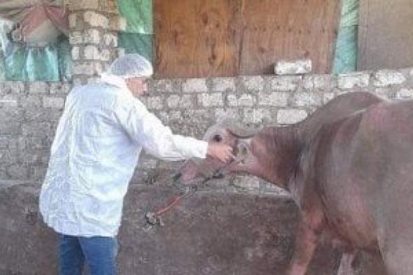 الحمى
القلاعية..
كيف
تكتشف
الأعراض
مبكراً
وتتجنب
الخسائر
الاقتصادية؟