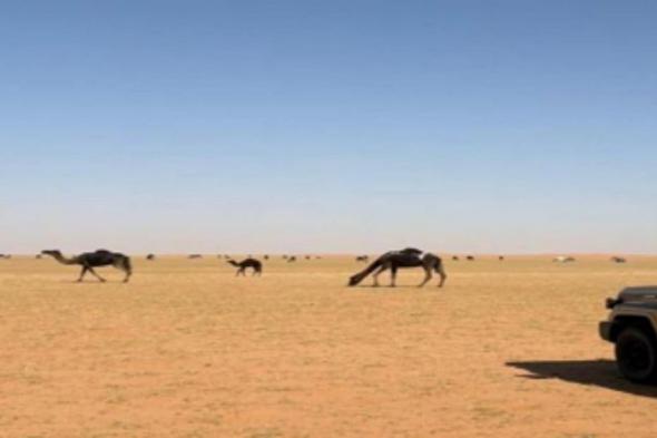 ضبط
    مواطن
    لارتكابه
    مخالفة
    رعي
    في
    محمية
    الإمام
    عبدالعزيز
    بن
    محمد
    الملكية