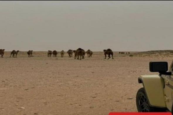 «الأمن
    البيئي»
    يضبط
    مواطنًا
    مخالفًا
    للرعي
    بمحمية
    الإمام
    عبدالعزيز
    بن
    محمد
    الملكية