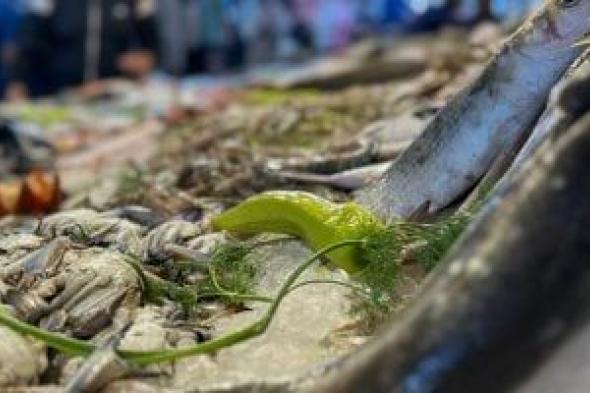 انتشار
لـ
الوجبات
البحرية
عالية
القيمة
الغذائية
في
سوق
أسماك
بورسعيد..
فيديووصور