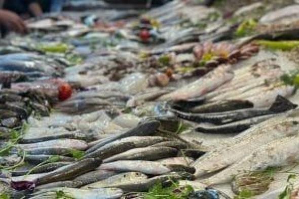 البحر
واحد
والسمك
ألوان..
زحام
داخل
سوق
الأسماك
ببورسعيد..
فيديو
وصور