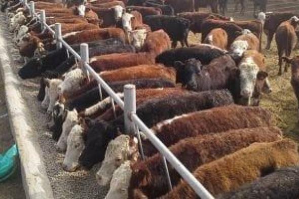 كيف
تحمى
الدولة
المصرية
ثروتها
الحيوانية
من
مرض
الوادى
المتصدع؟