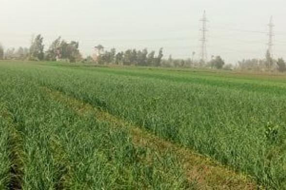 كيف
تحمى
محصولك
من
تقلبات
طقس
الربيع؟
الرد
فى
12
توصية